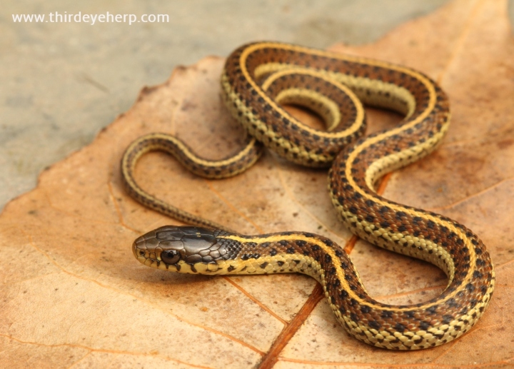 Coast Garter Snake